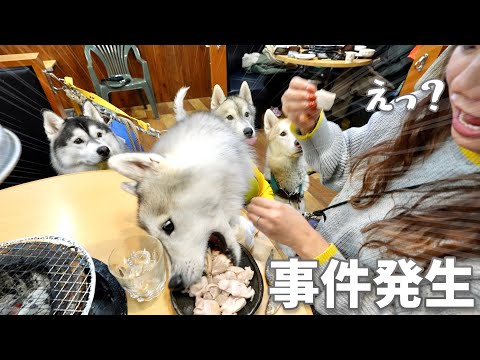 【衝撃】ハスキー犬と焼肉屋さんに来たらとんでもない事件が起きたww w 【シベリアンハスキー】