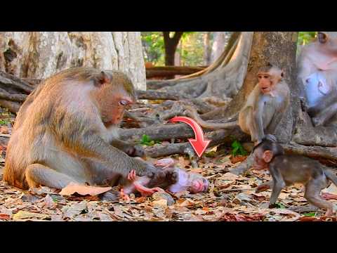 Tiny Baby Boris Sleeping On The Ground While Mom So Gentle Nurture For Her Lovely Baby | So Cute!