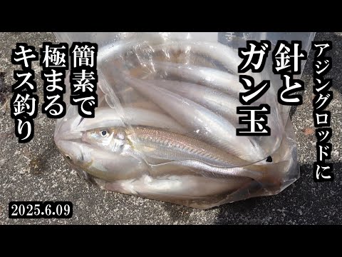 【2025初心者キス釣り】最も簡単なキス釣り。 三陸つりしとがんせ　vol 89