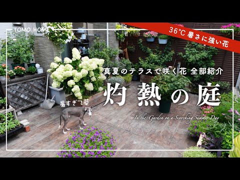 【7月末】暑さに負けず咲いてる花と管理のポイント・テラスガーデンツアー【一年草＆宿根草】