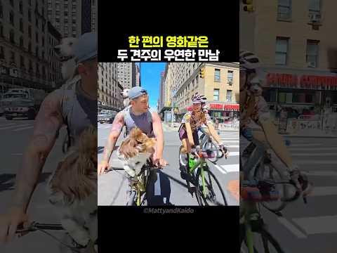 영화의 한 <strong>장면</strong> 같은 두 견주의 만남