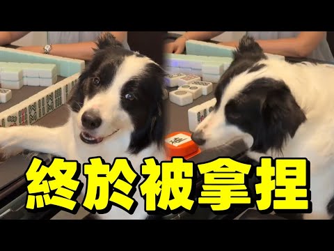 邊牧軟軟打麻將終於被拿捏了 #边牧打麻将 #games #funny #搞笑