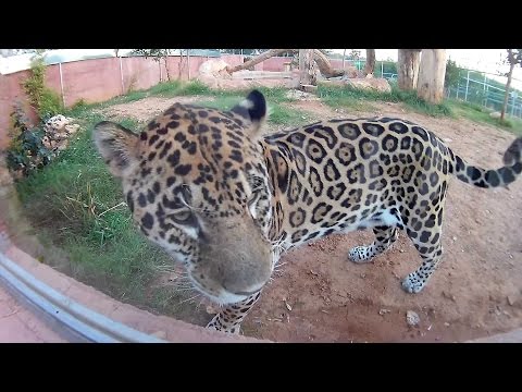 Αττικό Πάρκο Eken H9 Attica Park Zoo @ 60fps - UCyly0SkVXoQ3nHbKj1QignA