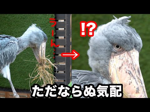 ちょっと変わった様子のハシビロコウふたばちゃん!【冬のふたば2025-2026-8】Futaba, Shoebill  winter 2025-2026-8　掛川花鳥園