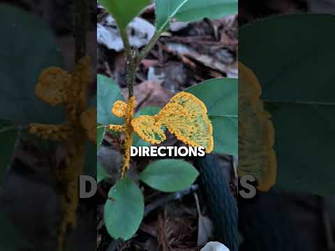 Genius Creature Without Brain 😨  #facts