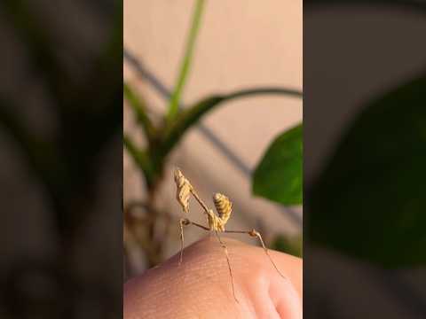 Das ist Vio die wandelnde Geige!💚🎻 #mantis #gottesanbeterin