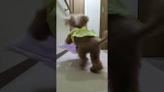＜保護犬 トイプードル＞#shorts  #dog #pets