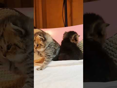 anak kucing😀#shorts