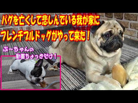 パグtv I Am Pug の最新動画 Youtubeランキング パグtv I Am Pug の最新動画 Youtubeランキング