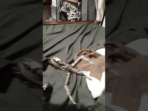 posing my prototype and my model kit