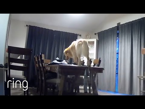 Ring Cam Catches Dog Being Naughty! | RingTV