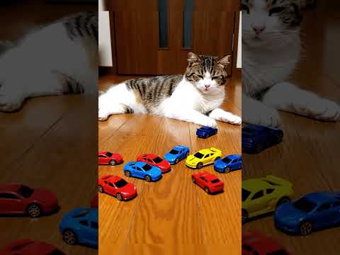 Cat#cat #funny #memes #shorts