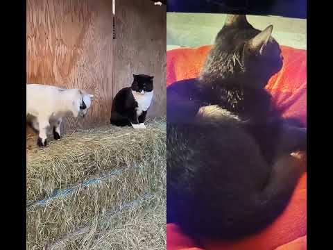 cat and animals 🤣🤣🤣🤣🤣🤣🤣🤣 funny pets