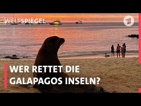 Galapagos: Der Kampf gegen das Artensterben