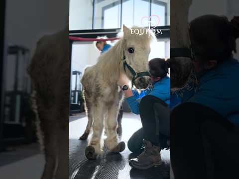 Un poney négligé en grande souffrance😣