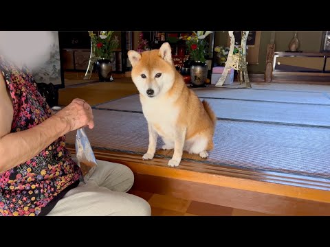 田舎のばあちゃん家で愛犬達とお盆を過ごしていたら感動的なことが起こりました
