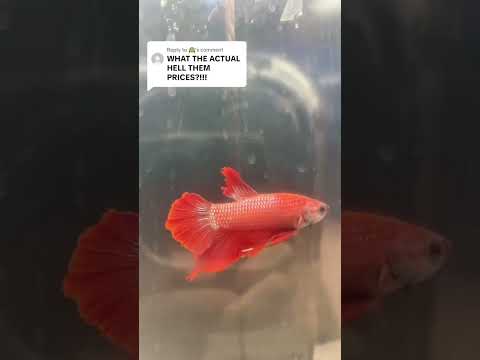 Betta prices are WILD these days! So the other day I went shopping for a new betta fish and folks were truly blown away by how expensi