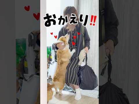 1日ぶりの再会に大興奮するコーギー犬🍞💨❤️