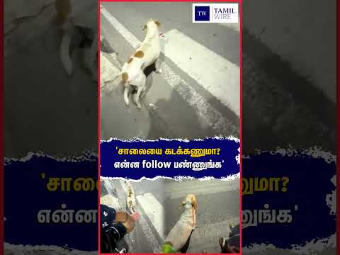 என்ன follow பண்ணுங்க' #Traffic #Trafficrules #Dog #<strong>Animals</strong> #animallover #Pets