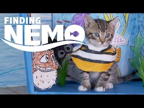 Disney Pixar's Finding Nemo (Cute Kitten Version) - UCPIvT-zcQl2H0vabdXJGcpg