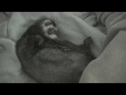 Mookie Ferret sleeping in my bed every night! - UCTs-d2DgyuJVRICivxe2Ktg