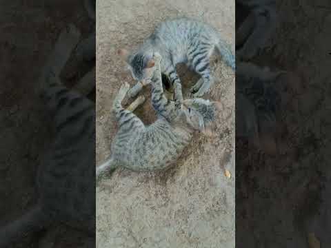 Cat Video #catvideo #catvideos #catvideosfunny #catvideosforkids #catvideosforcatstowatchfish