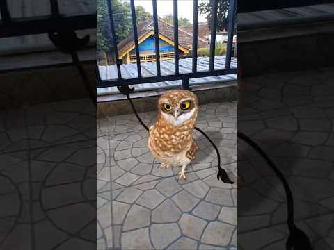 dancing owl