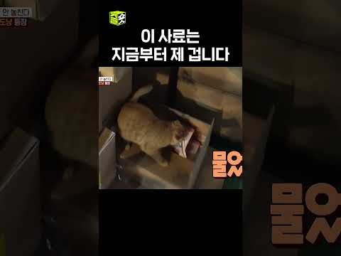 귀여우면 다야? #TV동물농장 #우와한비디오 #우와비 #shorts