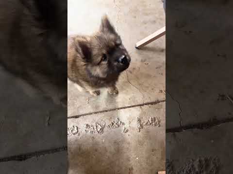 Chó cỏ dễ thương #dog #dogshorts #viral #funny #cute #viralshorts