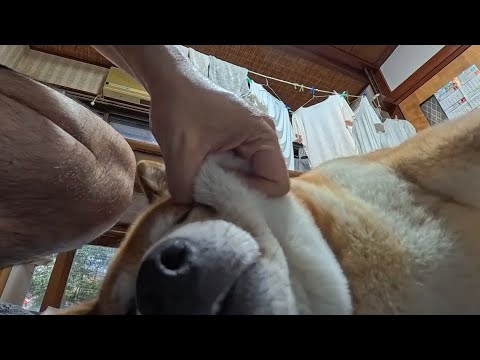 つきたて餅のような柴犬の魅力と朝のひととき サムネイル