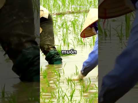 VIỆT NAM ÂM THẦM GIÚP TRIỀU TIÊN  MỘT CH 2025 10 10