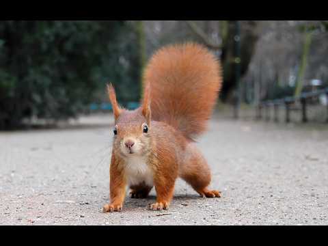 THE SQUIRREL HAS SPOKEN.... WEEKEND TAROT ~ HAPPY 4TH EVERYONE!