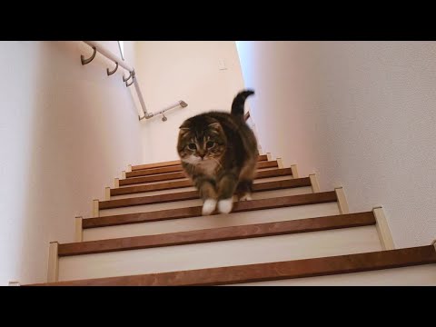 猫語による集合の合図と予想外の展開【猫の面白動画・お得情報】 サムネイル