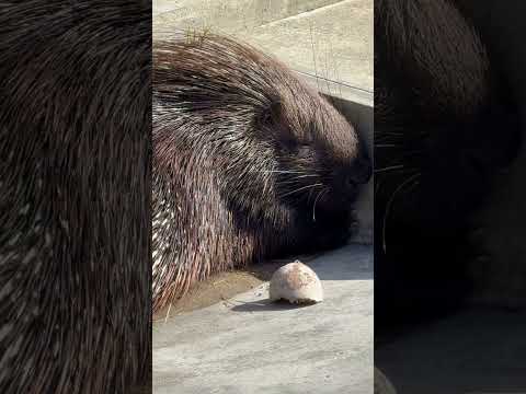 大森山動物園のタテガミヤマアラシ紹介（2025年9月撮影） サムネイル
