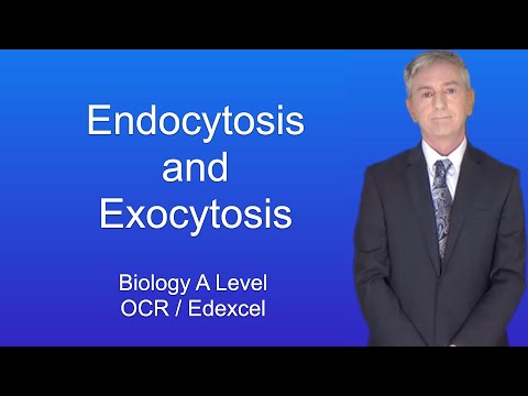 A Level Biology Revision “Endocytosis and Exocytosis” OCR / Edexcel