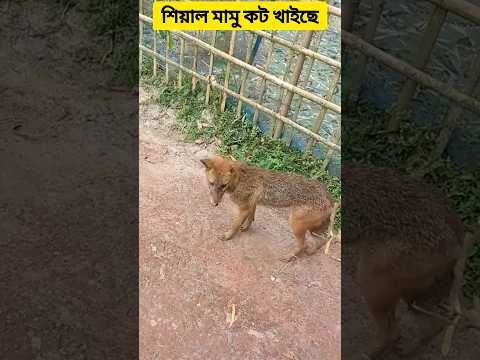 শিয়াল মামু কট খাইছে #FoxMamaCut #Foxbeingcaught #Chickenthieffox #dangeranimal #pooranimal #viral