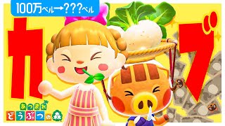 【あつ森】100万ベルを"カブ"で増やす🌱🌱🌱【お金稼ぎ】