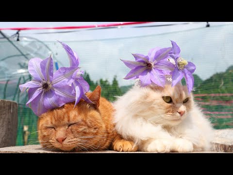 猫の動画サムネイル - クレマチス　のせ猫　2025　250614