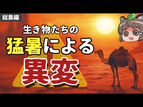 【総集編】暑すぎて生き物たちに