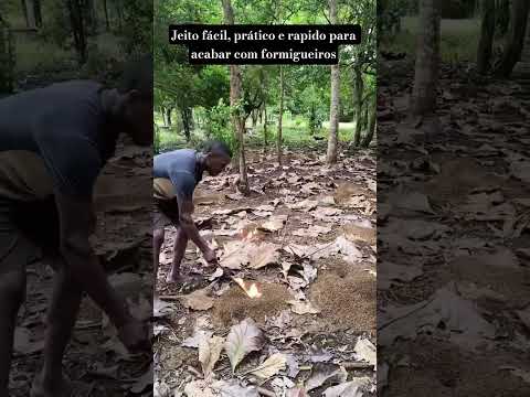 vida na roça #insetos #planta