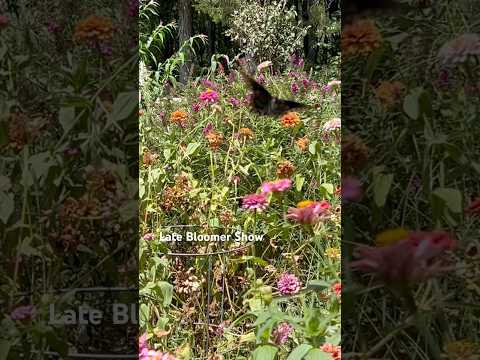 Butterflies 🦋 on Zinnias! #pollinatorgarden #swallowtail #garden #latebloomer