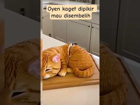 Oyen kaget dipikir mau disembelih 🤪🤪🤪