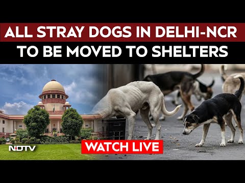 Supreme Court Today | All Stray Dogs In Delhi-NCR To Be Moved To Shelters: Supreme Court's Big Order