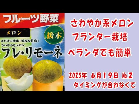 はじける酸味と濃厚な甘み #メロン 🍈【 ＃フレリモーネ 】No2タイミングが悪くて/鉢でぐるぐる作りベランダでも簡単あんどん仕立てで空中栽培 #家庭菜園　2025年6月19日