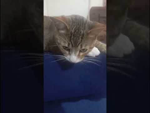 Mi Criatura Indefensa #cat #reels #gatos #viralvideo #shorts #pets #simon #parati #humor #retoños