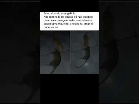 Adotei esse gatinho mais acho que ele tá com raiva não é possível