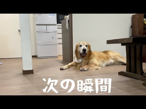 普段温厚なゴールデンレトリバーが飼い主に牙を剥く瞬間がこちら。