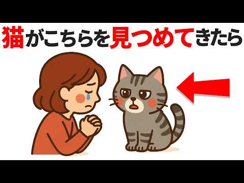 猫の動画サムネイル - 【猫のおもしろ雑学】猫がじっと見てくる理由13選！【実は○○してる！？】 #猫 #雑学 #豆知識 #トリビア