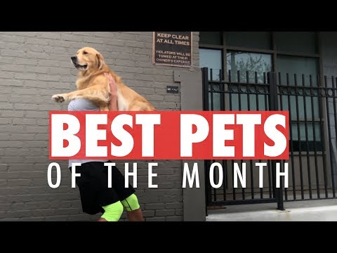 Best Pet Videos of the Month | October 2017 - UCPIvT-zcQl2H0vabdXJGcpg