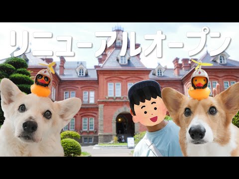 コーギーと暮らす小学4年生の夏休み【赤レンガ庁舎編】